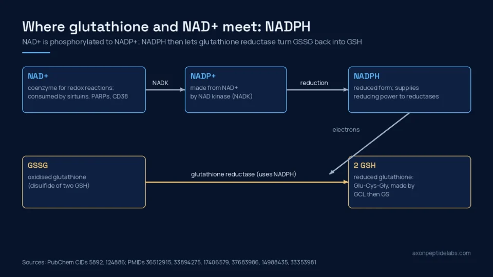 Diagram linking NAD+ to glutathione: NAD kinase makes NADP+, NADPH drives glutathione reductase to regenerate GSH from GSSG