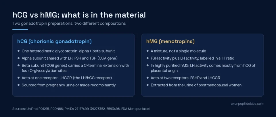 Diagram comparing hCG, a single glycoprotein acting at LHCGR, with hMG, a urinary mixture with FSH and LH activity