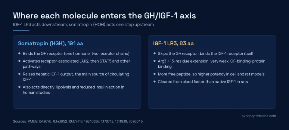 Diagram comparing where somatropin (HGH) and IGF-1 LR3 act on the growth hormone and IGF-1 axis