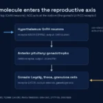 Diagram of the reproductive axis: kisspeptin-10 acts on GnRH neurons in the hypothalamus, hCG acts on the LH/hCG receptor in the gonads