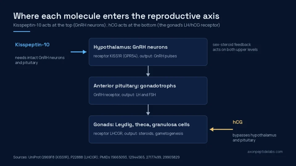 Diagram of the reproductive axis: kisspeptin-10 acts on GnRH neurons in the hypothalamus, hCG acts on the LH/hCG receptor in the gonads