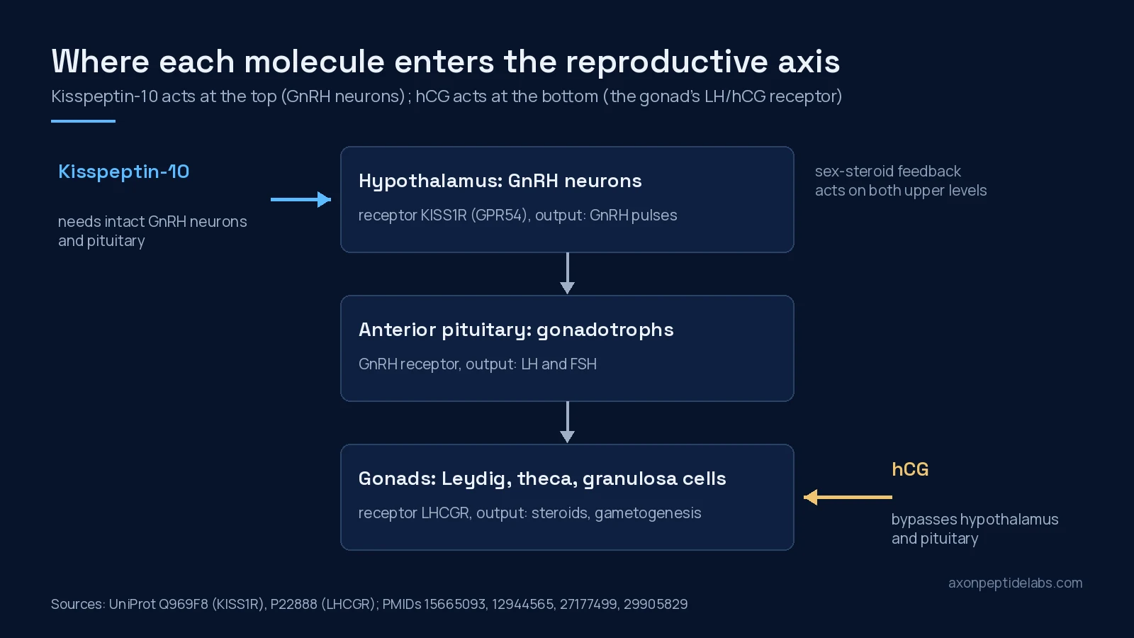 Diagram of the reproductive axis: kisspeptin-10 acts on GnRH neurons in the hypothalamus, hCG acts on the LH/hCG receptor in the gonads