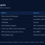 MOTS-c vs humanin comparison table: encoding gene, length, molecular weight, PubChem CID, discovery, signalling and binding partners