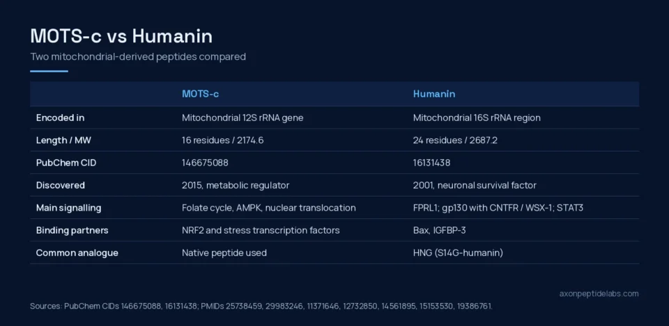 MOTS-c vs humanin comparison table: encoding gene, length, molecular weight, PubChem CID, discovery, signalling and binding partners