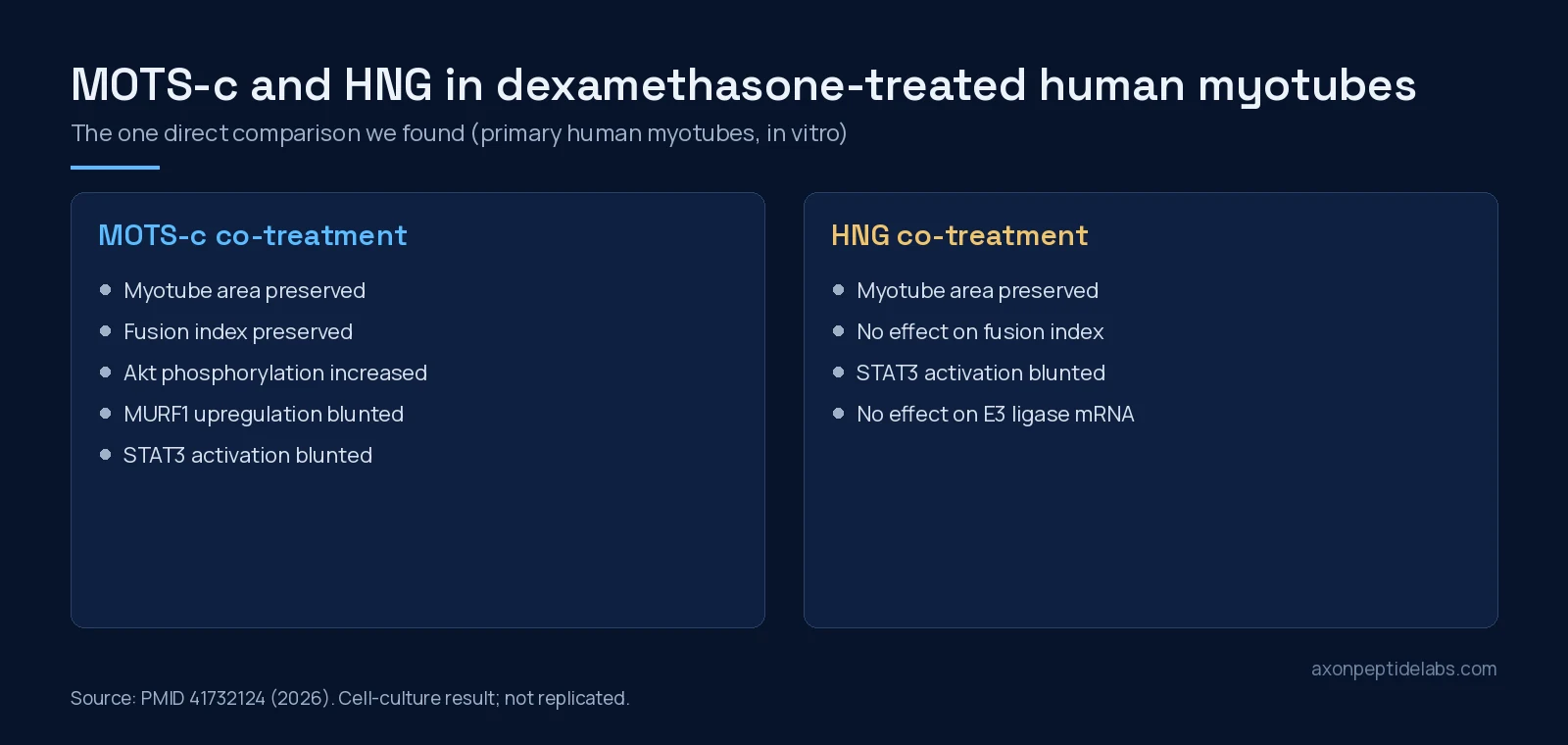 Panel comparing MOTS-c and HNG effects in dexamethasone-treated primary human myotubes