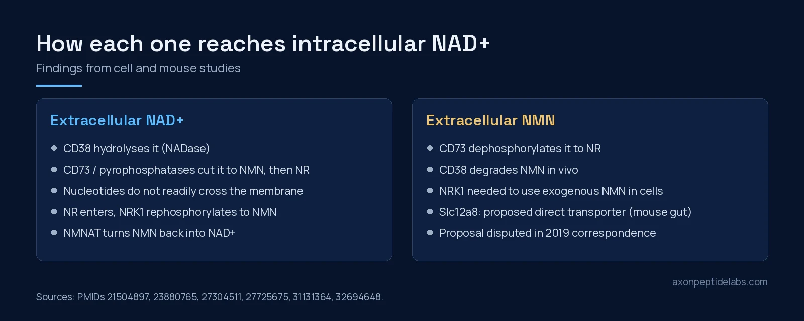 Diagram of how extracellular NAD+ and NMN are processed before reaching intracellular NAD+
