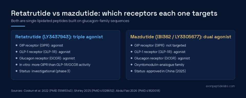 Diagram comparing receptor targets: retatrutide acts on GIP, GLP-1 and glucagon receptors; mazdutide acts on GLP-1 and glucagon receptors only