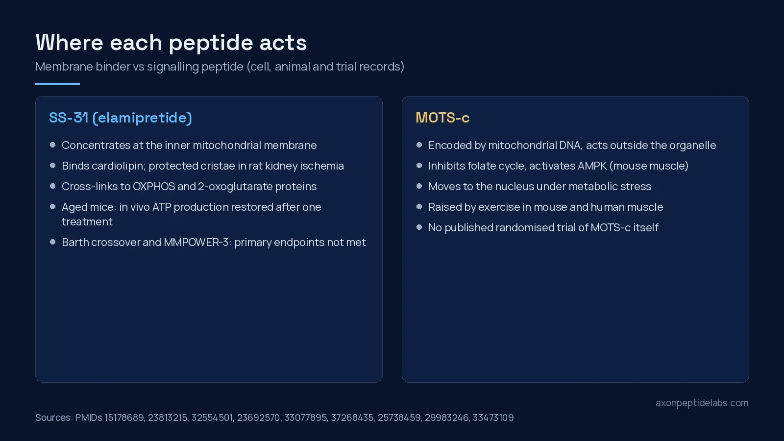 Two-panel diagram: SS-31 binds cardiolipin at the inner mitochondrial membrane; MOTS-c acts as a signalling peptide via AMPK and the nucleus